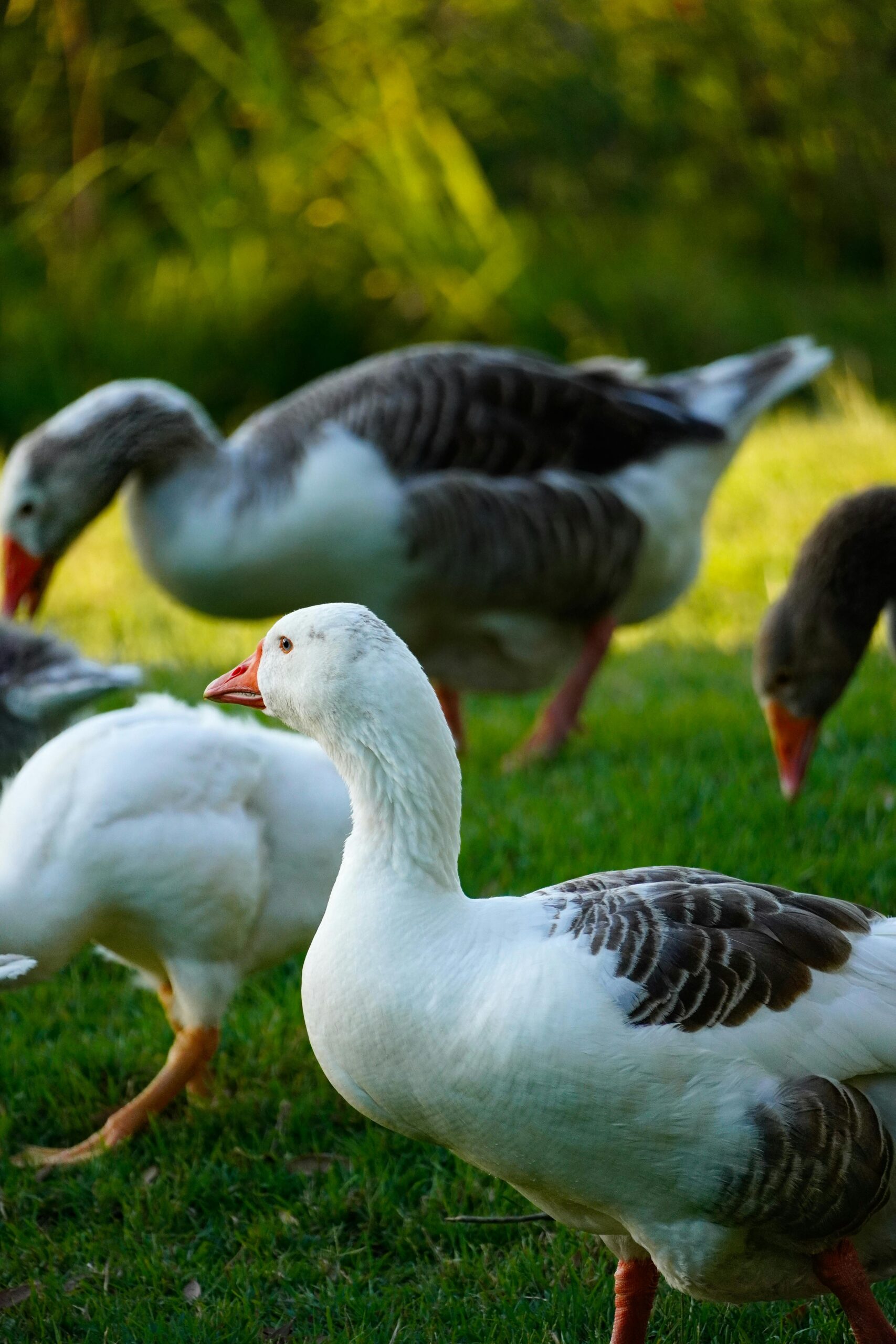 White and grey geese enjoying a sunny day on green grass outdoors.