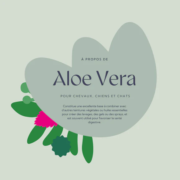 Aloe Vera – Image 2